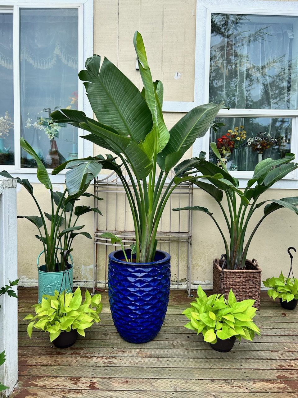 Beautiful White Bird Paradise Plants