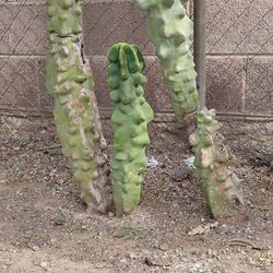 Cactus 🌵 Totem Pole 