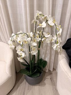 Large Orchid with Vase