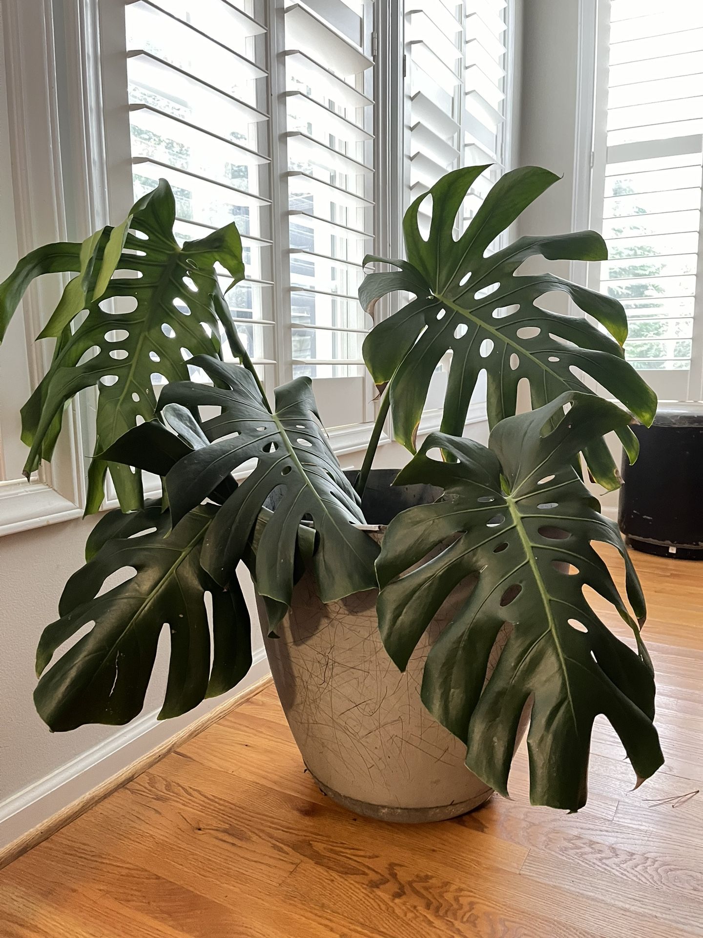 Large Monstera Deliciosa Plant