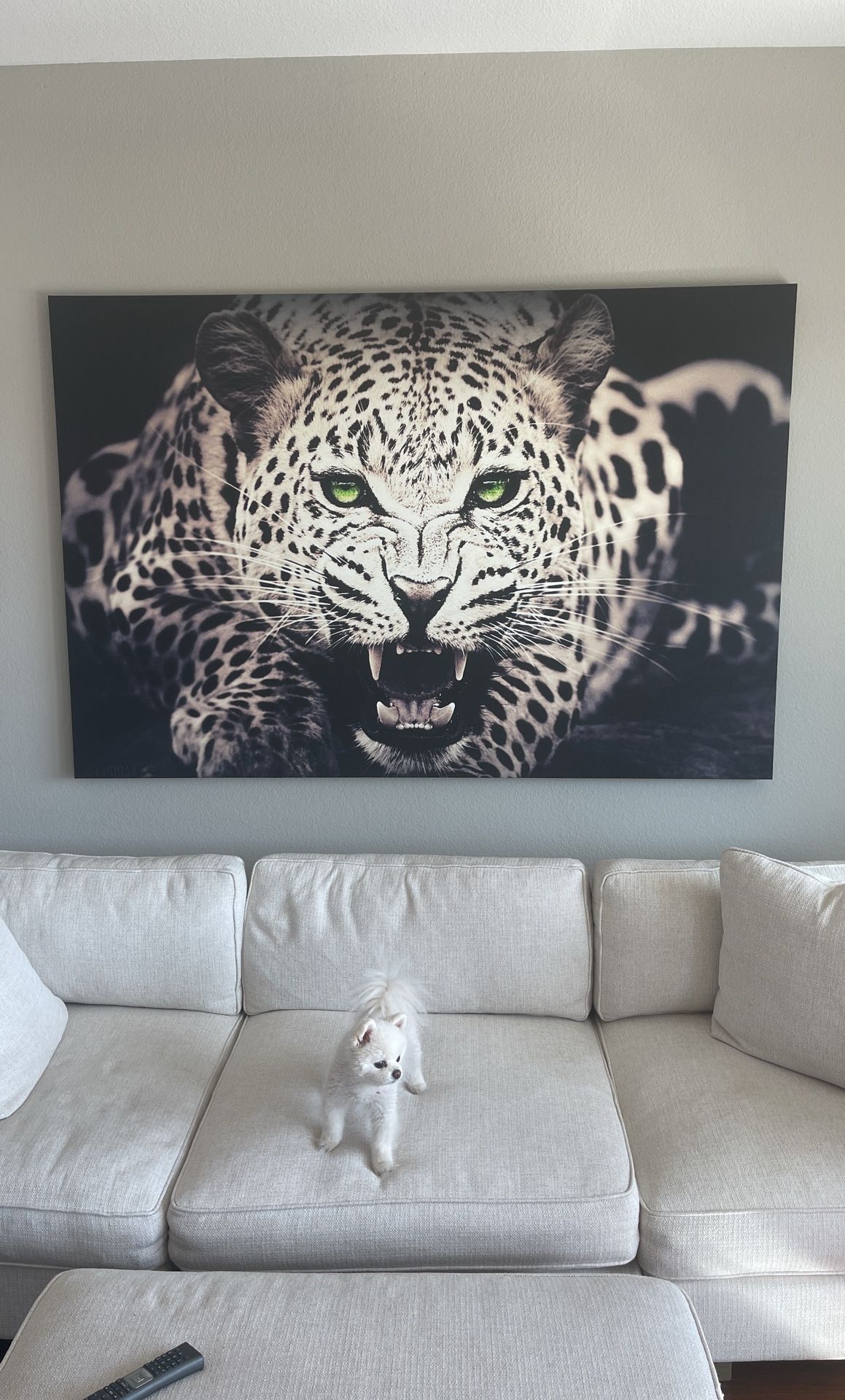 Leopard Picture