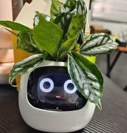 Emotional green plant ornaments birthday gifts for girls creative and practical boys give boyfriends and girlfriends high-end