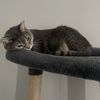 Jewelle