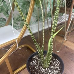 Alocasia Zebrina "reticulata"  Entire Plant Not Cutting