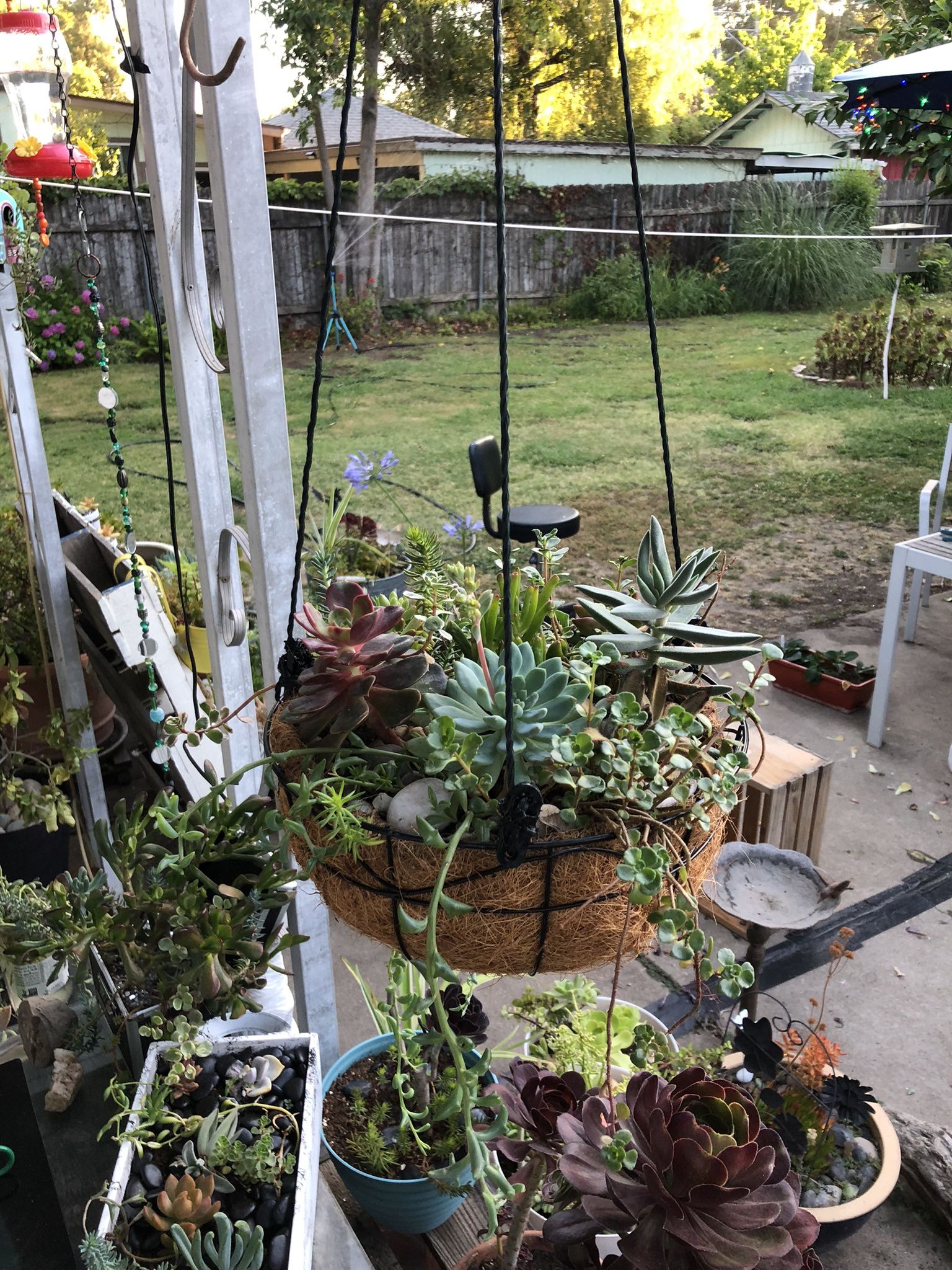  Kevin’s Creations Hanging Basket With Succulents $25 In The Land Park Area See Details 