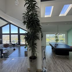 Very Tall Beautiful Indoor Plant 