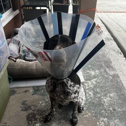 Kong - Dog Cone