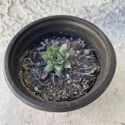 3 Inch Pot Succulent Plant - Sempervivum Soboliferum - Rolling Hen and Chicks - Rooted & Established Plant - Drought Resistant 🪴 