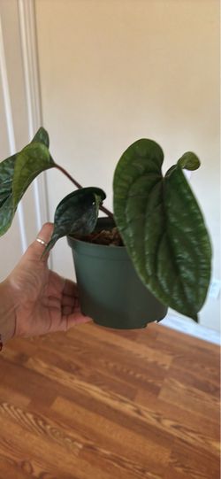 Anthurium radican x luxurian