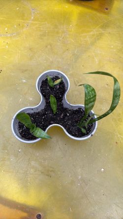 Snake plant pups from water propagation
