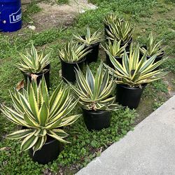 Agave lophantha 'Quadricolor' plant