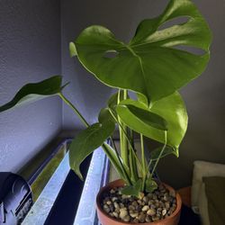 MONSTERA PLANT