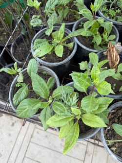 Okinawa Spinach