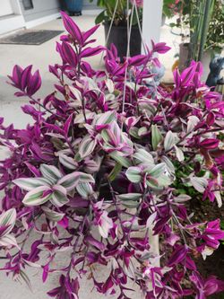 Vibrant tradescantia
