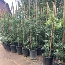 5 Gallon Size- Rose Bushes- Podocarpus- Hibiscus- Jasmine- Ficus- Bird Of Paradise- Boxwood- Honeysuckle- 