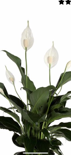 Peace Lily