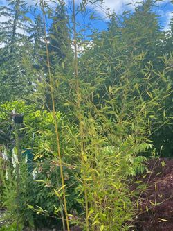 Bamboo Plants 