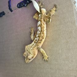 M & F Crested Geck Tank 