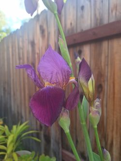 Iris Plants In 5 Gallon