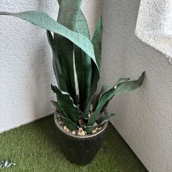 Faux Snake Plant