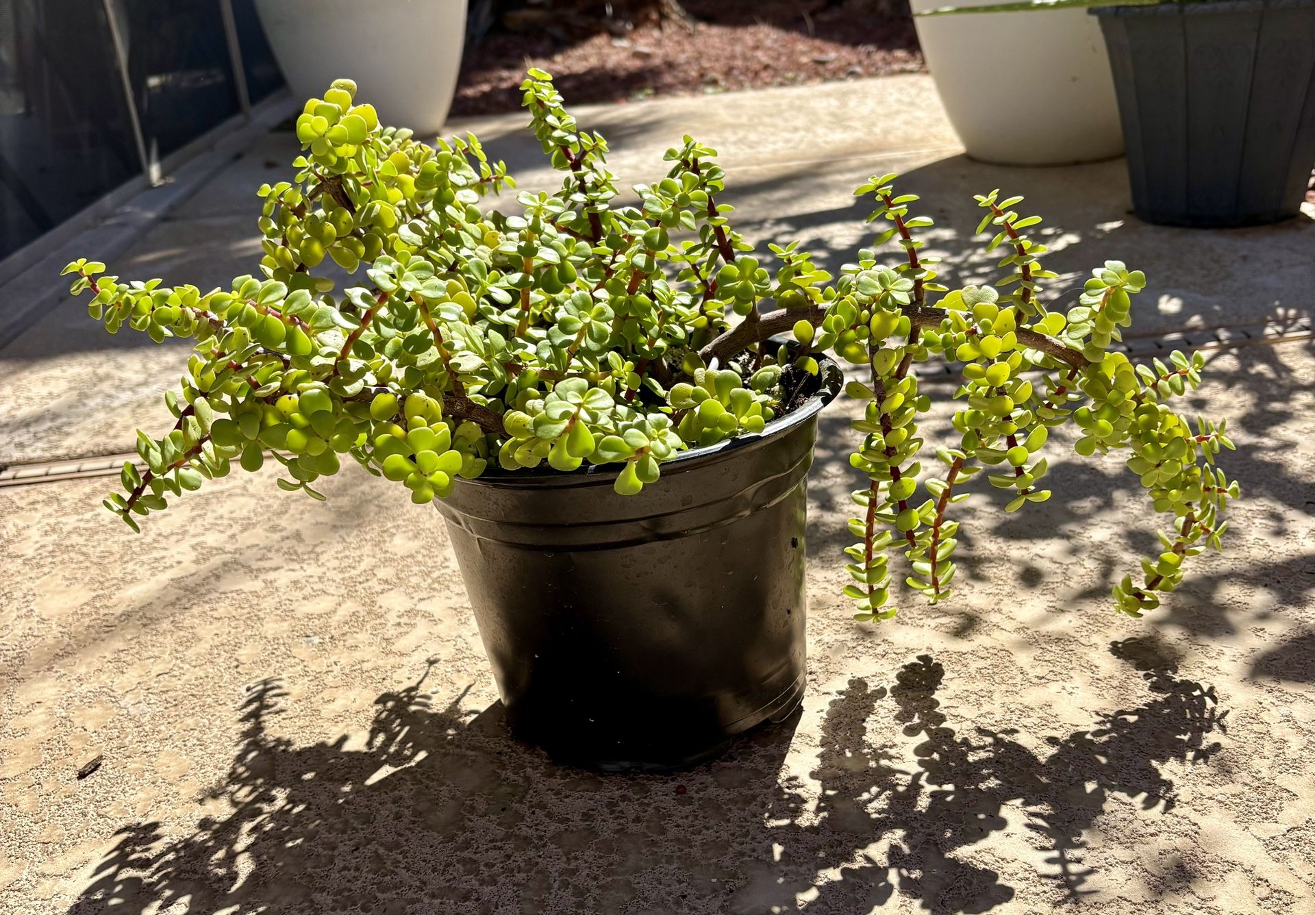 Elephant Food Succulent
