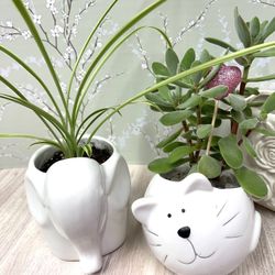 3 Different Pots 4"-4.5"H With Spider House Plants, Each.