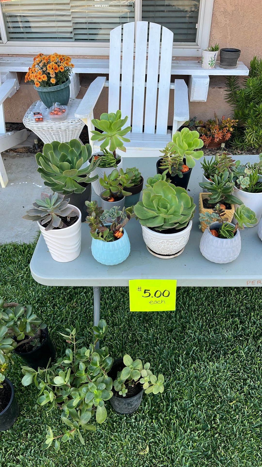 Holiday Succulent sale