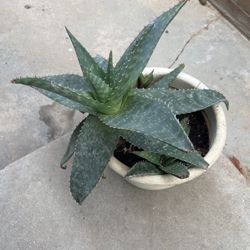 Aloe Vera Plants