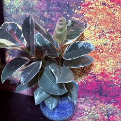 ♥️NATURAL HUMIDIFIER For Your Home♥️Variegated Rubber tree👉ATLEAST 4/5 trees in a pot🌿