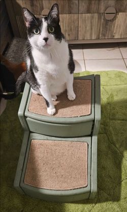 Pet Stairs