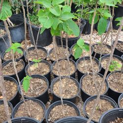 Texas White Olive 2gallon 3ft Tall 