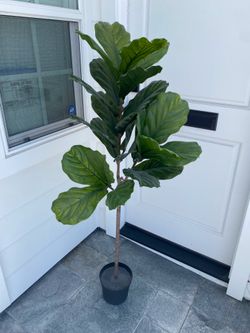 Faux Fiddle Fig tree
