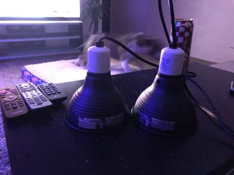 Reptile lamps