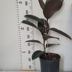 Burgundy Rubber Plant 