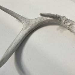 Naturally Shed Wild Antlers from the Badlands.