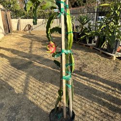 Dragon Fruit Plant