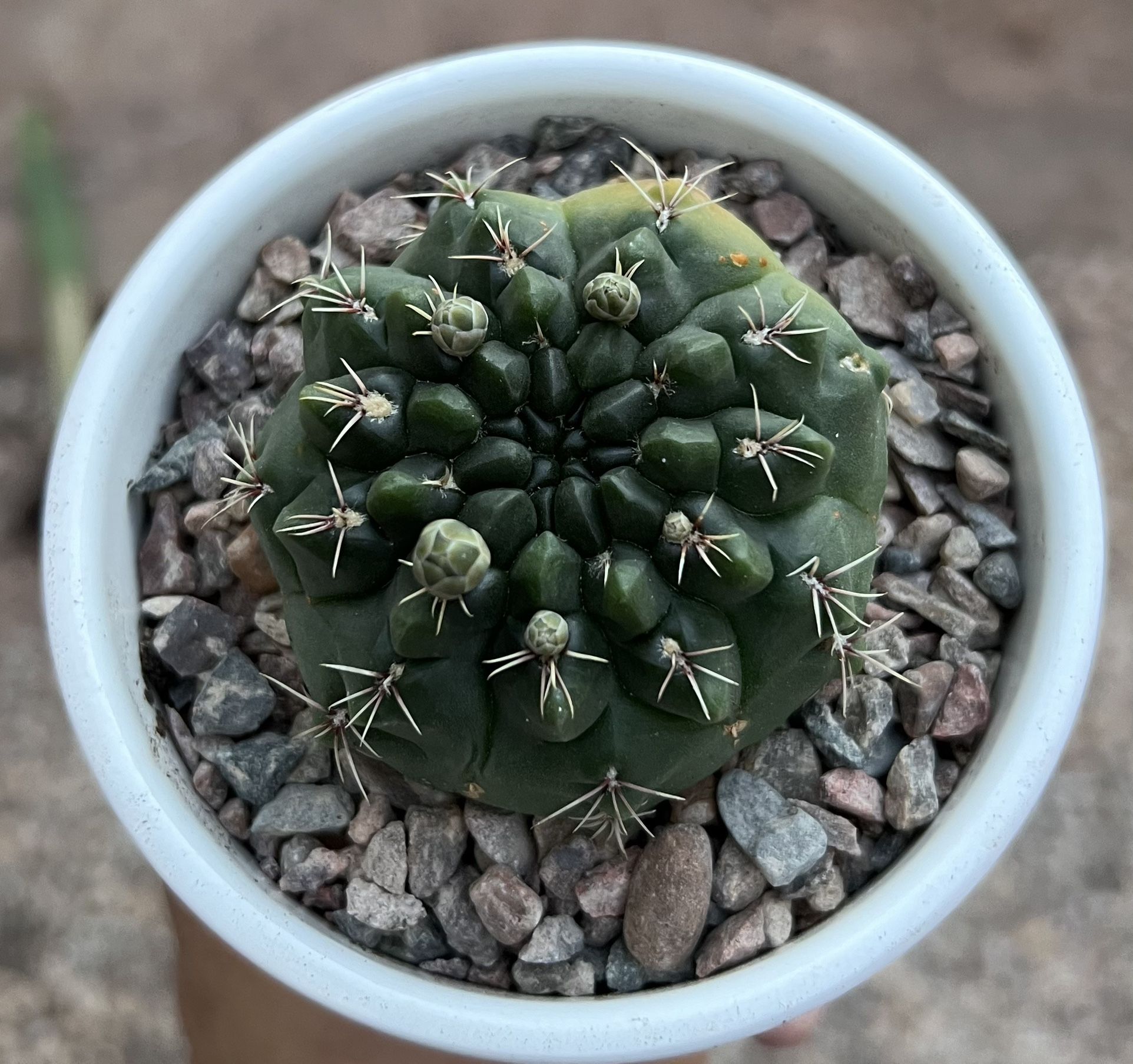 Beautiful Cactus Plant