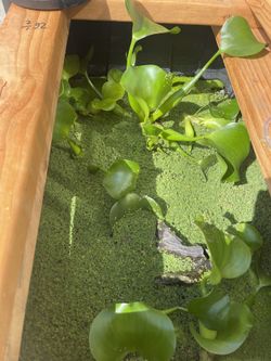 Amazing Aquarium Pack !