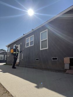 Spiders, Wasp Nest , Rats , Termites 