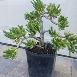 Alien Eye Jade Succulent 1 Gallon 