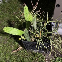 Lot Of 7 Different Cactus / Cactuses $30 Takes All