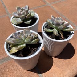 Potted Succulents 