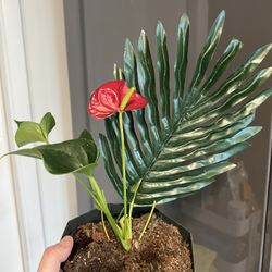 Houseplant 