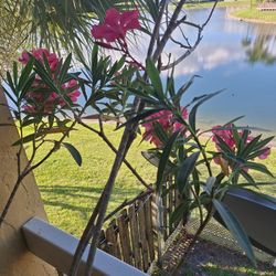 Oleander In Terracota Pot
