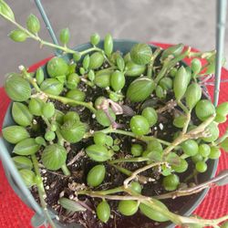 String Of Melons Outdoor Plant