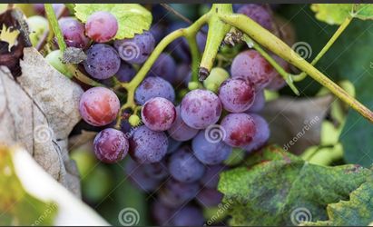Concord Grapes 