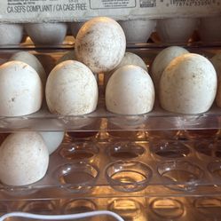 Duck Eggs
