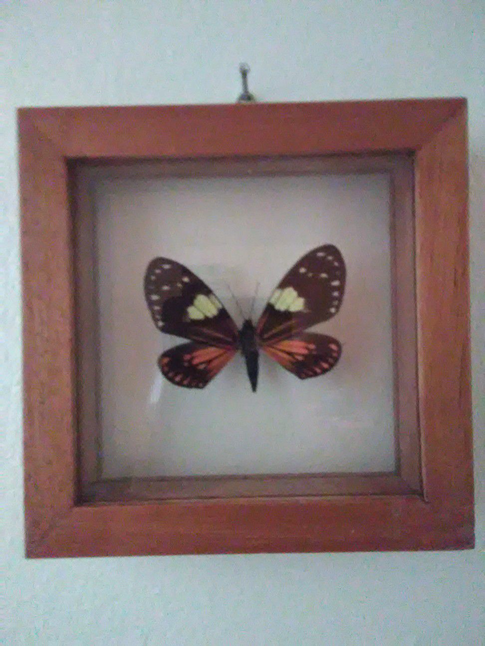 Chetone Phyleis Moth under glass