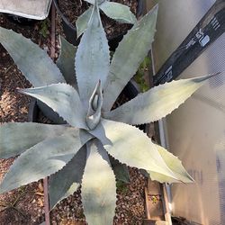 Large blue agave