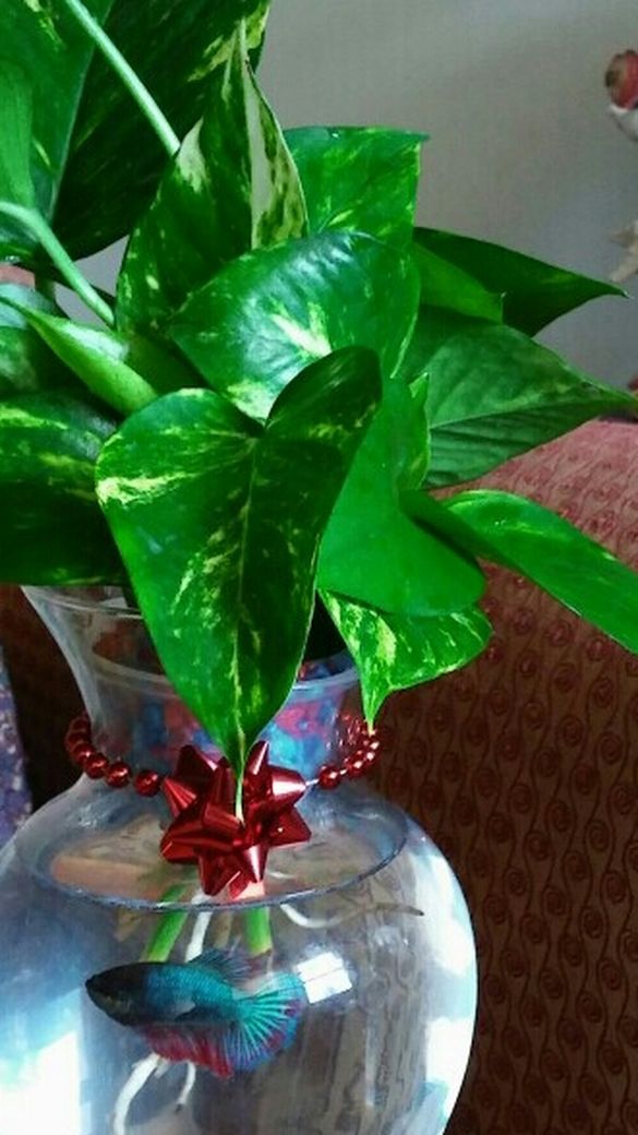 Plant natural Attractives Leaves. End vase the glass .Beautiful Plant. (Available 2) =$25 for each $50 for both)